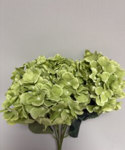 Hortensie verde