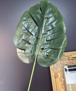 Frunza Monstera